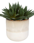 Doha - Succulent Accent - Light Gray
