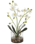 Glory - Orchid