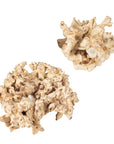 Elemental Root - Outdoor Sculptures (Set of 2) - White