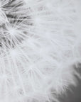 Dandelion Seedhead - Framed Print - Black
