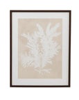 Ptilota Plumosa Framed Print - Beige