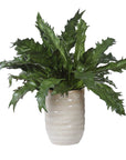 Verdure Fern - In Glazed Pot - White