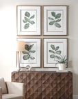 Fiddle Head - Leaf Botanical Prints (Set of 4) - Gold / Green / White