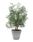 Marisol - Potted Olive Plant - Gray / Green