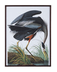 Audubon Great Blue Heron Framed Print - Gray
