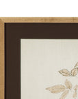 Delicate Rose I Framed Print - Cream