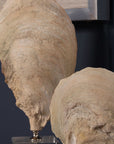 Oyster - Shell Sculptures (Set of 2) - Beige