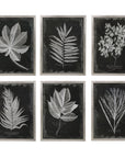 Foliage - Framed Prints (Set of 6) - Black