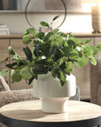 Essence Eucalyptus - Accent & Vase - Green / White