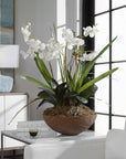 Moth Orchid - Planter - Green