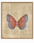 Papilio Luxe Aestas Framed Print - Orange / Blue / Tan