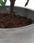 Marisol - Potted Olive Plant - Gray / Green