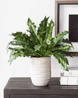 Verdure Fern - In Glazed Pot - White