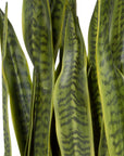 Fasita - Brass Planter (Set of 2) - Green