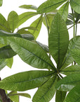 Pachira - Money Tree - White