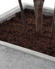 Sonora Olive - Tree In Planter - Gray / Green