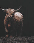 King Of The Hill - Framed Bovine Print - Black