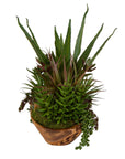 Salar - Succulents In Teak Bowl - Light Brown