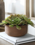 Sable Succulent - Accent In Pot - Brown / Green