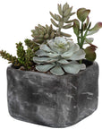Alverio - Desert Garden Succulents - Gray