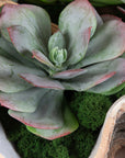 Seaside Breeze - Succulents - Light Brown