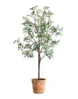 Olea - Potted Olive Tree - Green