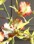 Spider - Orchid In Glass Vase - Green,Pink,Yellow
