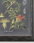 Midnight Botanicals - Wall Art (Set of 2) - Black