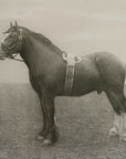 Equine Dynasty - Framed Prints (Set of 9)