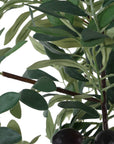 Sonora Olive - Tree In Planter - Gray / Green