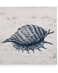Shell I Canvas Art - Blue / Gray