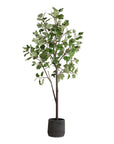 Eden - Potted Fig Tree - Green