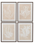 Cystoseira Faeniculacea Framed Print - Beige