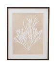 Gracilaria Multipartita Framed Print - Beige
