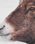 Big Horn - Sheep Framed Print - Black / Brown / White