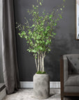 Aldis - Potted River Birch - Gray