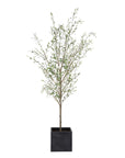Abundance - Potted Olive Tree - Black