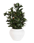 Elena Olive - Centerpiece - White
