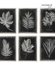 Foliage - Framed Prints (Set of 6) - Black