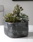 Alverio - Desert Garden Succulents - Gray