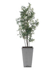 Sonora Olive - Tree In Planter - Gray / Green