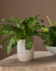Verdure Fern - In Glazed Pot - White