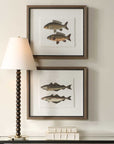 The Catch - Framed Fish Prints (Set of 2) - Black / Brown / Gray / Green / Orange / Woodtone