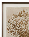 Neutral Seafan Framed Print - Light Brown