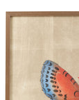 Papilio Luxe Aestas Framed Print - Orange / Blue / Tan