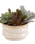 Mesa Succulent Accent - Silver