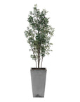 Sonora Olive - Tree In Planter - Gray / Green