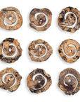 Corkscrew - Wood Wall Decor (Set of 9) - Light Brown