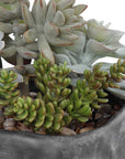 Alverio - Desert Garden Succulents - Gray