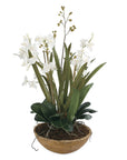 Moth Orchid - Planter - Green